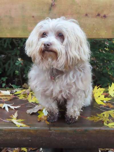 bolonka zwetna 😁-Beitrag-Bild