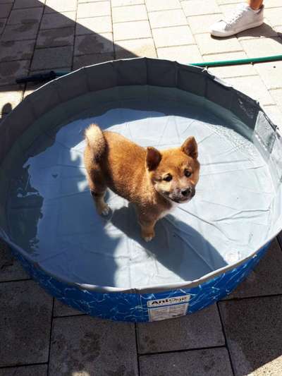 Welpen Bilder !-Beitrag-Bild