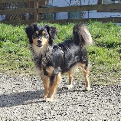 Hundetreffen-Elfie sucht neue Hundefreunde-Bild