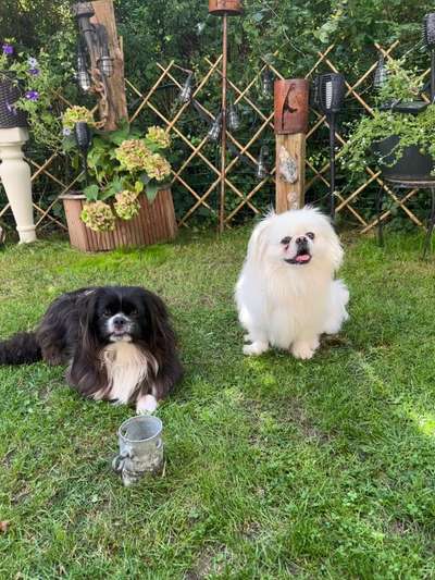 Pekinese/Pekingese-Beitrag-Bild