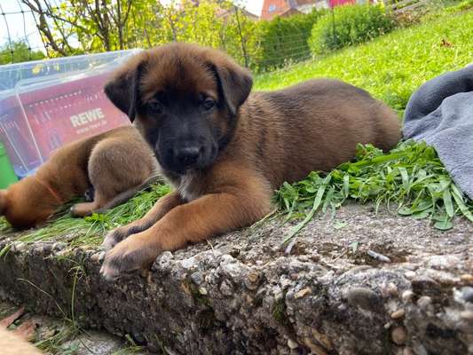 Welpen Bilder !-Beitrag-Bild