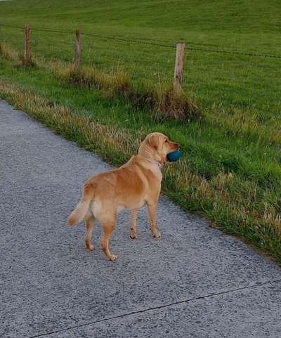 Labradorfans-Beitrag-Bild