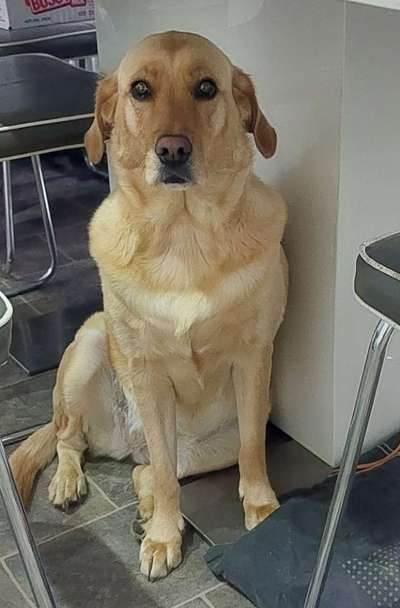 Würdet ihr euch die gleiche Rasse wiederkaufen?-Beitrag-Bild