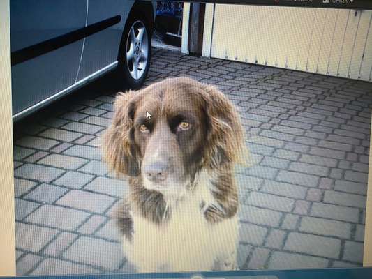 Kleiner Münsterländer!-Beitrag-Bild