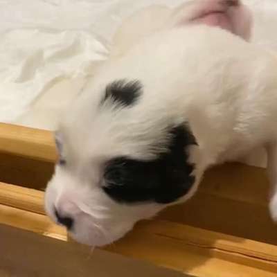 Kangal Fans ! ! ! !-Beitrag-Bild