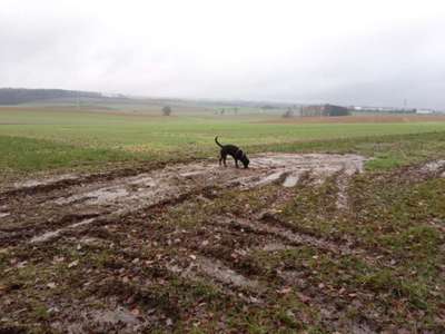 Hundetreffen-Große Gassirunde zum Spaß haben-Bild