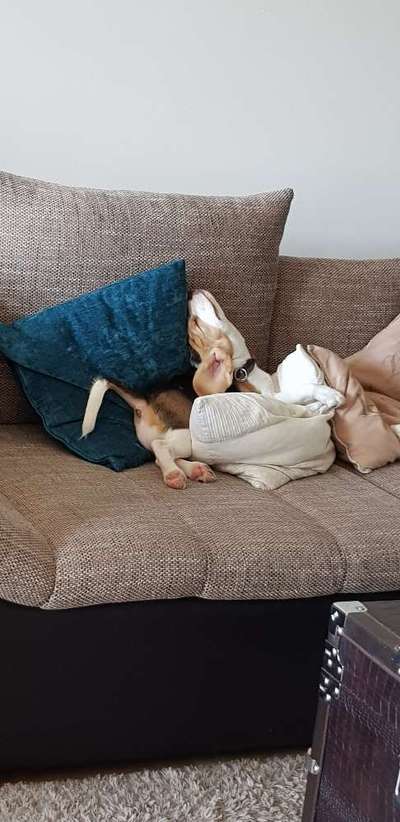 Zeigt mir die lustigsten Schlafpositionen eurer Fellnasen-Beitrag-Bild