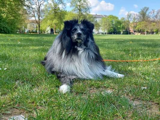 Hundetreffen-Social Walk/Trainingspartner/Hundekumpel-Bild