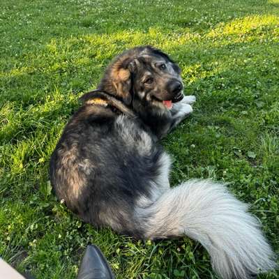 Hundetreffen-Hundespielplatz-Bild