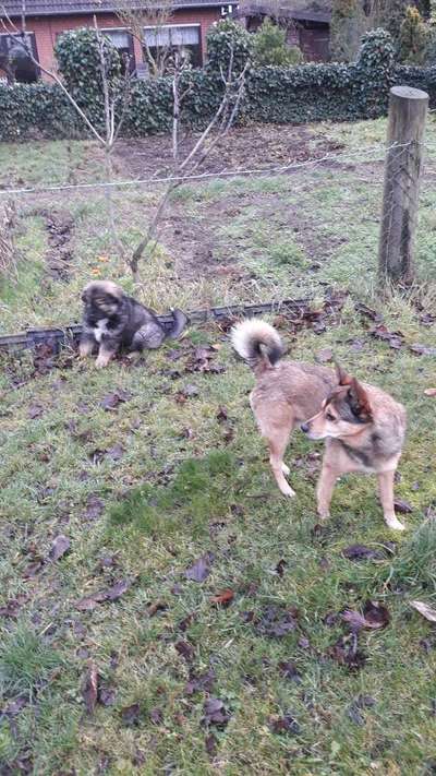 Lieblingsbild von euren Hunden?-Beitrag-Bild