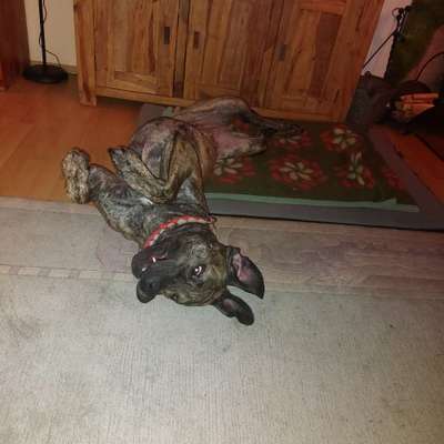 TPLO zweite Seite-Beitrag-Bild