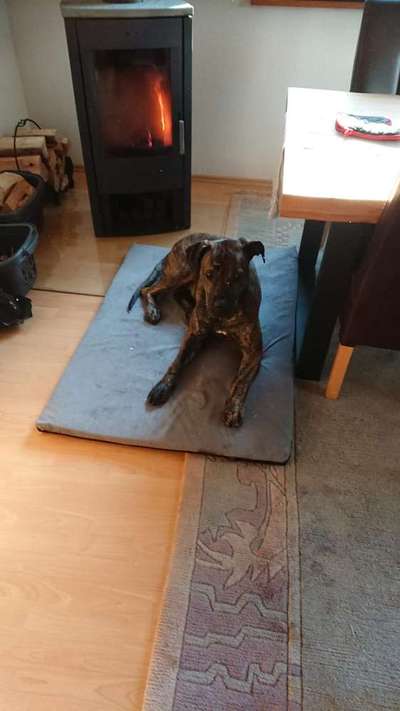 TPLO zweite Seite-Beitrag-Bild