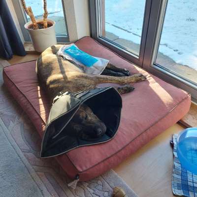 TPLO zweite Seite-Beitrag-Bild