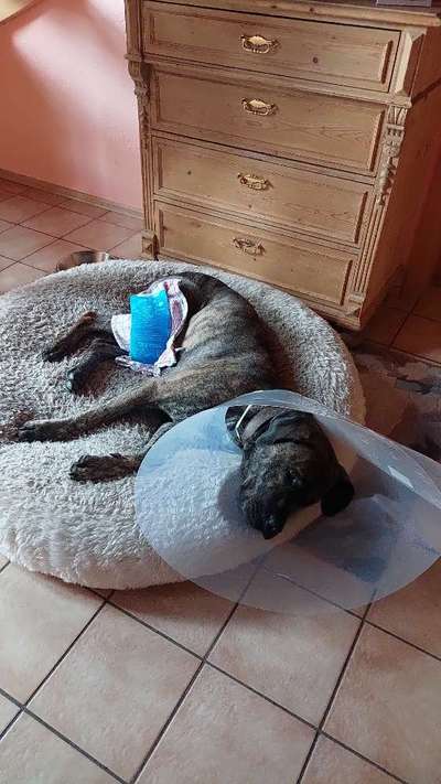 TPLO zweite Seite-Beitrag-Bild