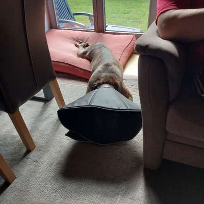 TPLO zweite Seite-Beitrag-Bild