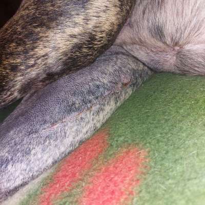 TPLO zweite Seite-Beitrag-Bild