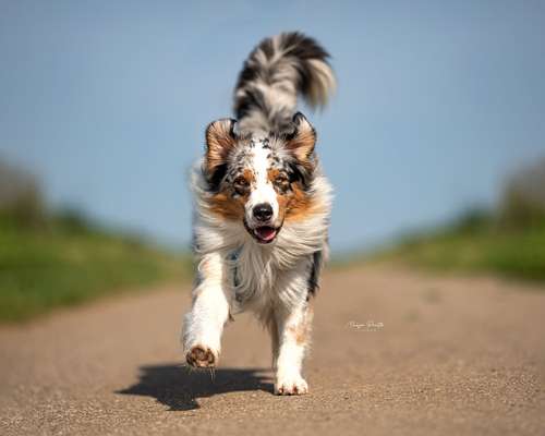 Australian Shepherd Freunde/innen-Beitrag-Bild
