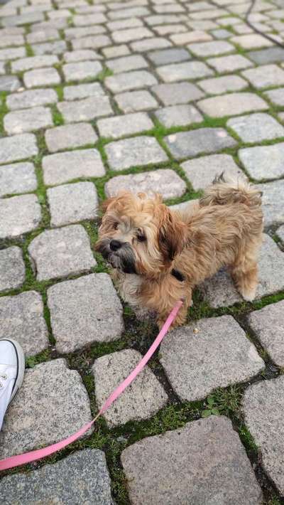 Havaneser dabei?:)-Beitrag-Bild