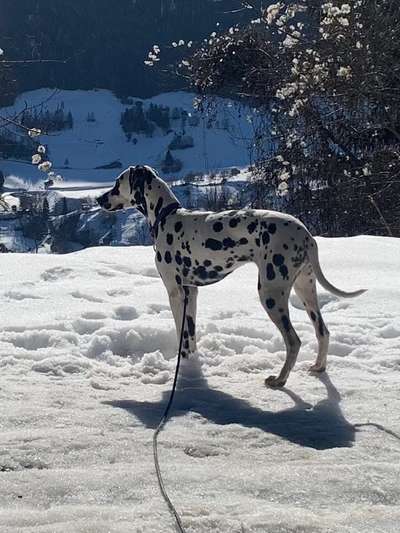 Hunderunde-Beitrag-Bild
