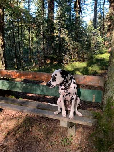 Dogorama Photo Challenge - Bänke-Beitrag-Bild