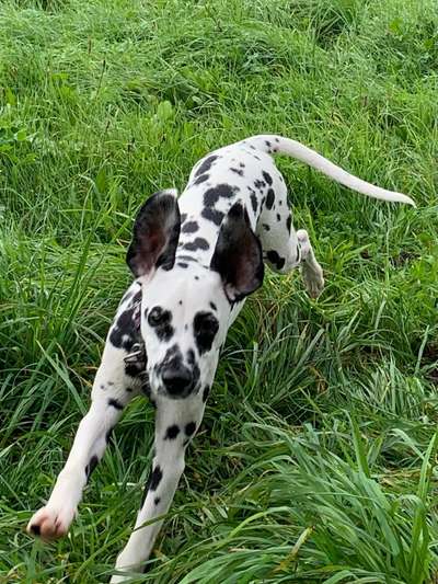 Lustigsten Bilder-Beitrag-Bild