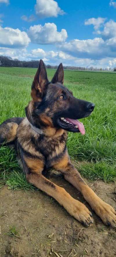 Deutsche Schäferhunde, Belgische Schäferhunde.-Beitrag-Bild