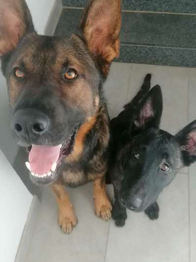 Die besten Hundeblicke 🐾❤️-Beitrag-Bild