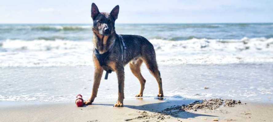 Deutsche Schäferhunde, Belgische Schäferhunde.-Beitrag-Bild