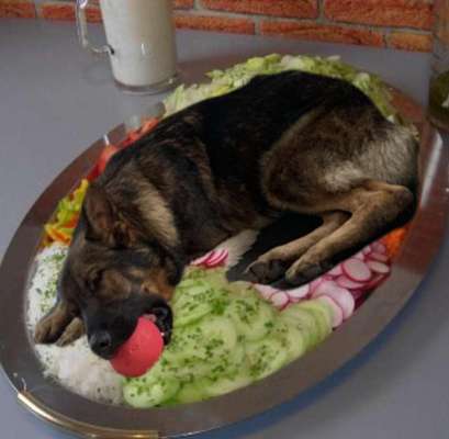 Photomontagen mit Hund-Beitrag-Bild