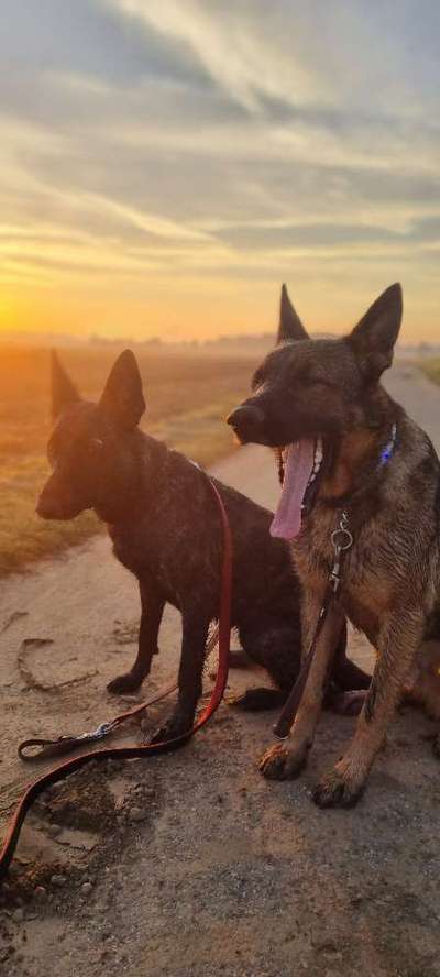 Fotochallenge Nr. 59 - Mein Hund zeigt die Zunge-Beitrag-Bild