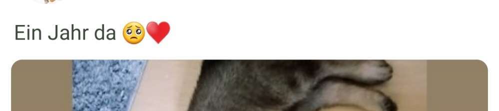 Alles rund um den Schäferhund, diskutieren erwünscht.-Beitrag-Bild