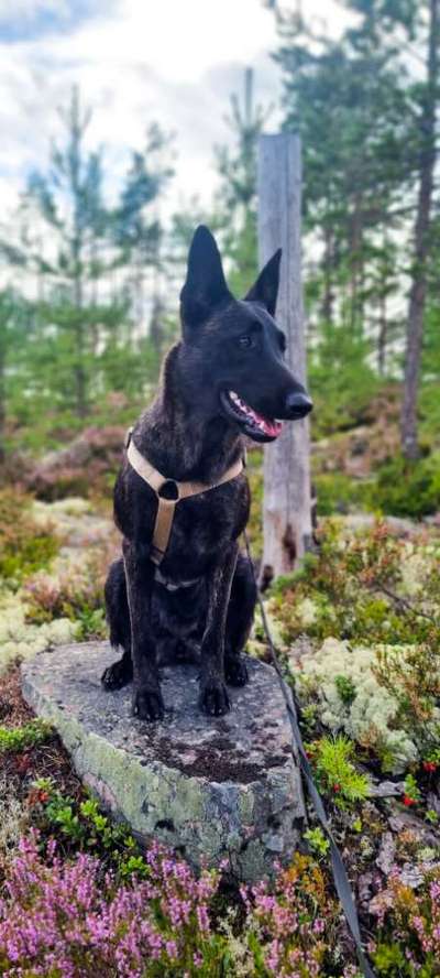 Deutsche Schäferhunde, Belgische Schäferhunde.-Beitrag-Bild