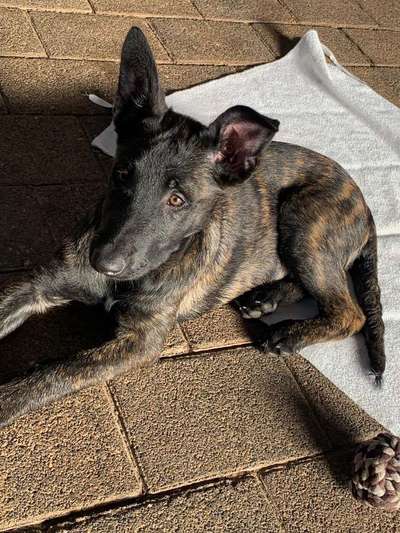 Welpen Bilder !-Beitrag-Bild