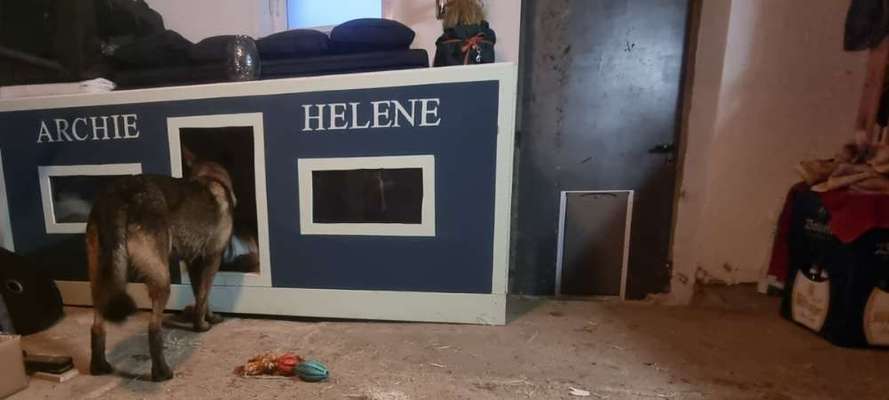 Alles rund um den Schäferhund, diskutieren erwünscht.-Beitrag-Bild