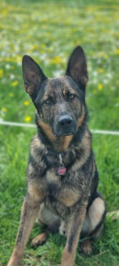 Schäferhund-Beitrag-Bild