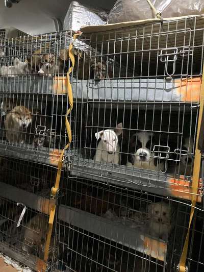 Darf man Welpen in einer Tierhandlung verkaufen/kaufen?-Beitrag-Bild