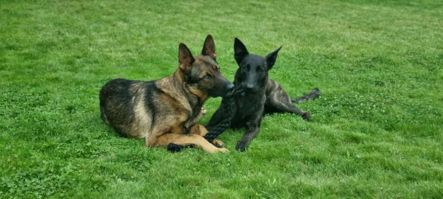 Schäferhund-Beitrag-Bild