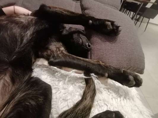 Welpen Bilder !-Beitrag-Bild