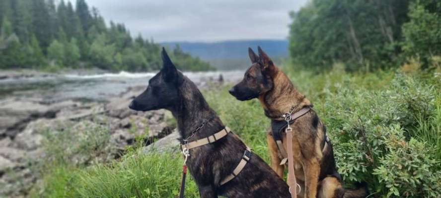 Alles rund um den Schäferhund, diskutieren erwünscht.-Beitrag-Bild