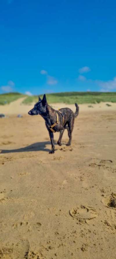 Deutsche Schäferhunde, Belgische Schäferhunde.-Beitrag-Bild