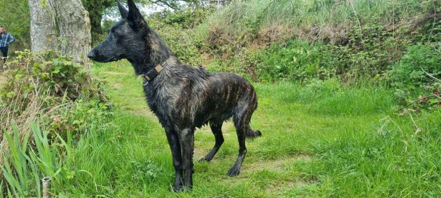 Schäferhund-Beitrag-Bild