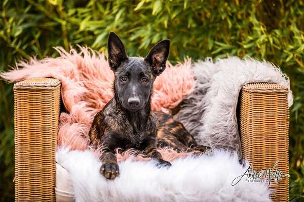 Welpen Bilder !-Beitrag-Bild