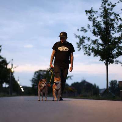 Hundetreffen-Gassirunde Mit Fotoshooting für die geliebten Vierbeiner-Bild