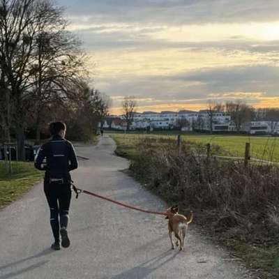 Hundetreffen-Canicross / Joggen mit Hund-Bild