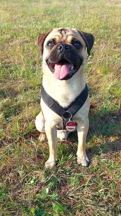 Tongue Out Tuesday-Beitrag-Bild