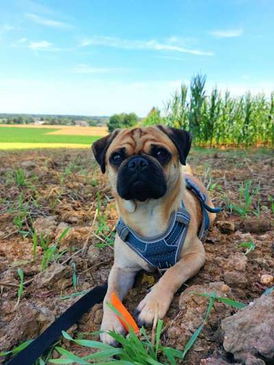 Hundetreffen-Spielen & Social Walk Süchteln-Bild