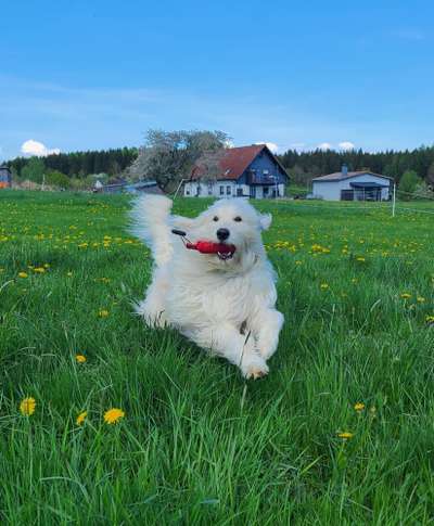 Hundetreffen-Spielkamerad:in oder Hundegruppe für Gassirunden-Bild