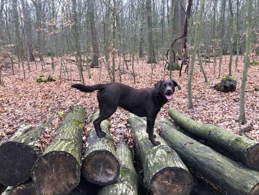 Hundetreffen-Gelegentliche Gassirunden-Bild