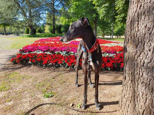 Wie heißt dein Hund?-Beitrag-Bild