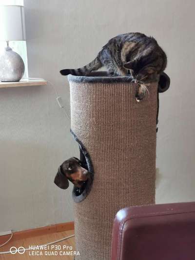 Die Dogorama Wochen Challenge "Friends will be Friends"-Beitrag-Bild